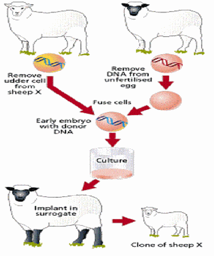 cloning of dolly the sheep and the controversy of human cloning What has been the human and scientific impact of cloning since dolly the sheep's birth in 1996. cloning of dolly the sheep and the controversy of human cloning What has been the human and scientific impact of cloning since dolly the sheep's birth in 1996.